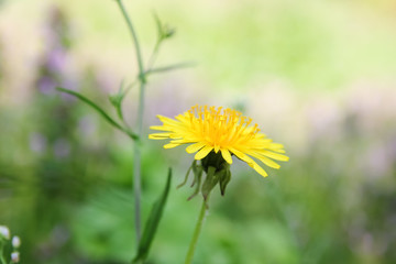 Bright yellow fresh dandelion in grass in spring