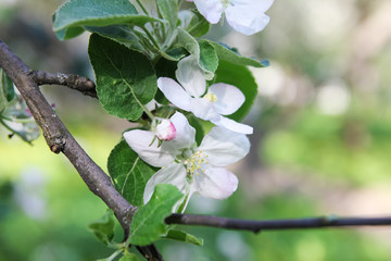 Branch of apple tree with white flowers in spring