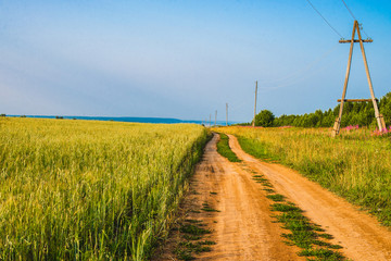 Fototapeta na wymiar dirt country road running along a cereal field. Sunny landscape.