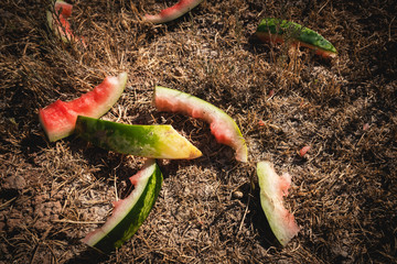 Watermelon peels scattered on the ground