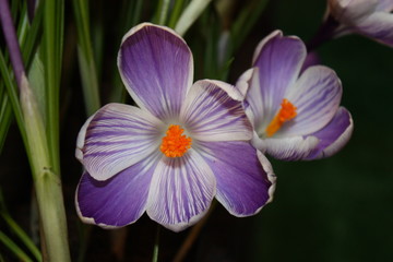 purple crocus in bloom