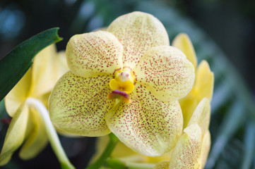 Fototapeta premium Yellow orchid