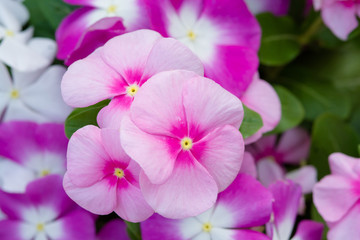 Fototapeta na wymiar Vinca rosea flowers blossom in the garden, foliage variety of colors flowers, selective focusVinca rosea flowers blossom in the garden, foliage variety of colors flowers, selective focus