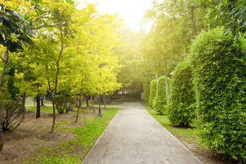 Fototapeta premium The view inside the natural garden with bright trees