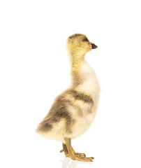Cute little gosling