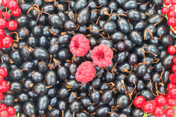 berries of black and red currants and raspberries filling the frame