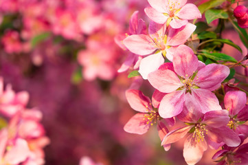 Obraz premium Spring blooms are pink wild apple flowers. Background of a blooming garden at sunset