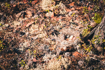 Abandoned nest made by birds from grass, branches and pine needles with small pebbles inside in the forest.