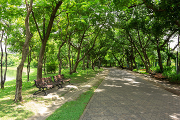 Bench in a natural garden with fresh green on sunny days