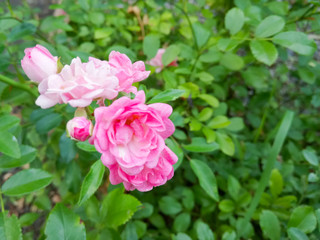 Pink roses in green leaves. Blooming roses in garden. Beautiful pink flowers on blurred background