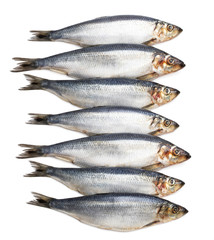 Set of fresh whole herring fish isolated on white
