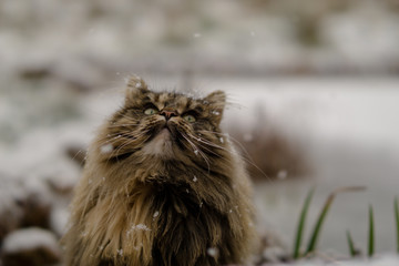 Norwegian Forest Cat in snow
