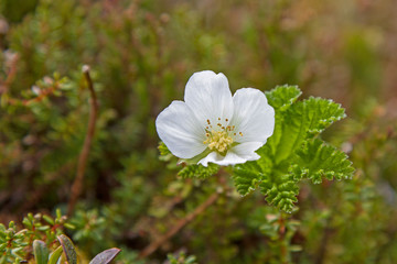 Blüte der Moltebeere