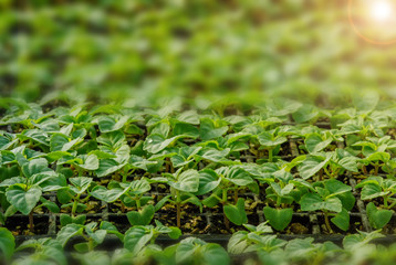 Rows of potted seedlings and young plants,  selective focus