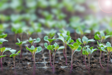 Rows of potted seedlings and young plants,  selective focus