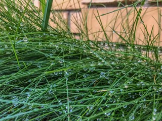 grass in the garden