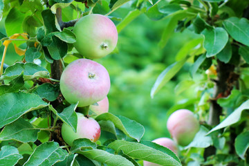 ripe apples on the tree