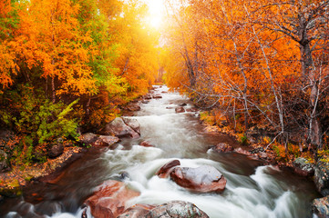 Obrazy na Plexi  Żółty jesienny las i rzeka o zachodzie słońca. Ałtaj, Syberia, Rosja. Sesja z długim czasem naświetlania