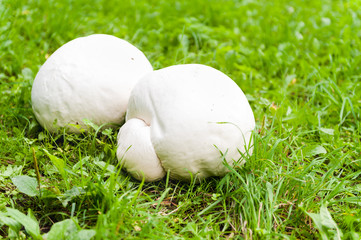 Puffball mushroom