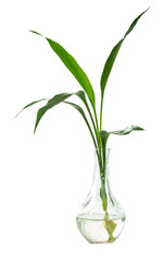 Tropical palm leaves on vase isolated on white, summer background, Sweet spring concep.