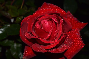 Rose mit Wassertropfen