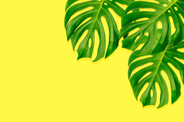 Fototapeta na wymiar Monstera leaf on yellow background for summer season, Top view, Summer and spring concept with copy space for text, advertising and banner.