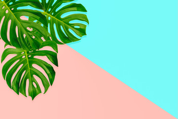 Fototapeta na wymiar Monstera tropical palm leaves isolated on pastel background, top view. Summer fresh foliage minimalist concept. Sweet spring concept, design with copy space for text.