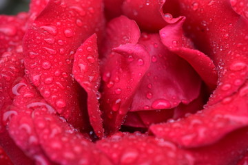 Rose der Liebe