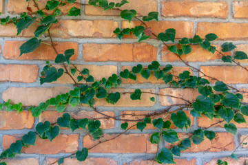 Yellow-green ivy on a brick wall