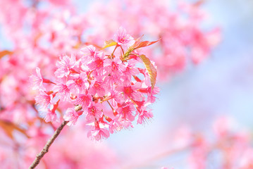 Cherry Blossom in spring with soft focus, unfocused blurred spring cherry bloom, bokeh flower background, pastel and soft flower background.