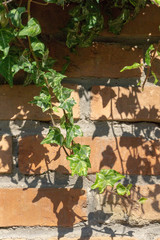 yellow-green ivy on a brick wall