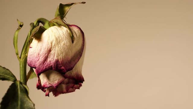 Memory of love. Dried withered rose flower on wall background. Indoor