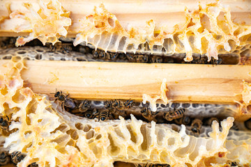 Unsere Bienen 15