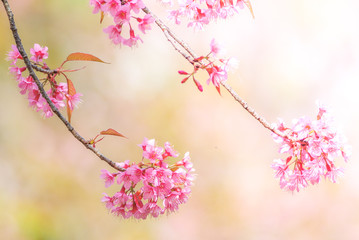 Cherry Blossom in spring with soft focus, unfocused blurred spring cherry bloom, bokeh flower background, pastel and soft flower background.