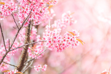 Cherry Blossom in spring with soft focus, unfocused blurred spring cherry bloom, bokeh flower background, pastel and soft flower background.