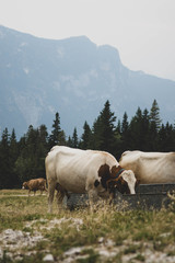 cows in a field