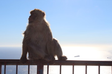 Affe auf Geländer hinter Ihm die Sonne