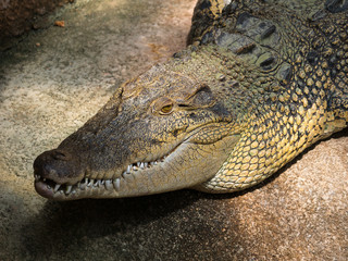 crocodile