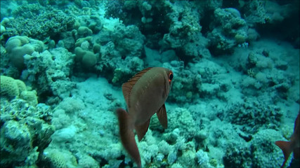 Ägypten. Rotes Meer.
