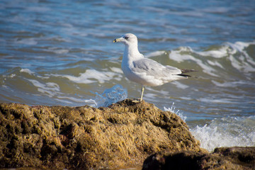 Seagull on beach