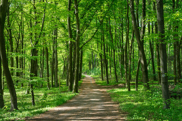 Wandern in den Wäldern um Duisburg