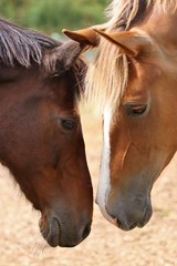 Two horses greeting each other