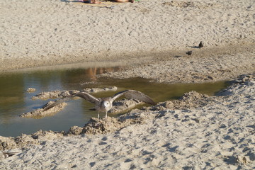 seagulls on the beach
