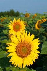 bright sunflowers on a large field on a sunny day
