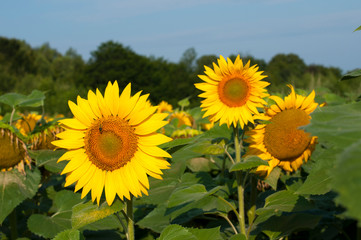 Fototapeta premium bright sunflowers on a large field on a sunny day