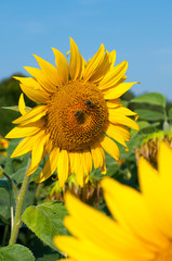bright sunflowers on a large field on a sunny day