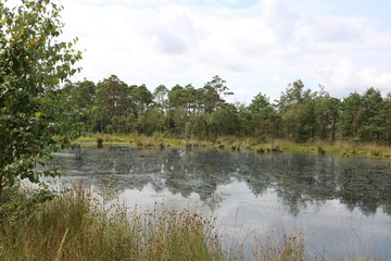 See im Moor in Schneverdingen / Pietzmoor 