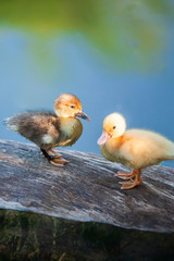 Couple ducklings stands on the log in pond.