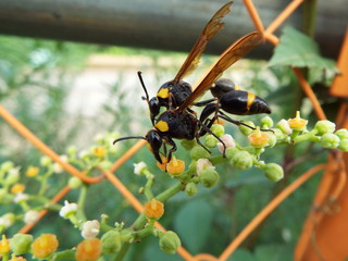 エントツドロバチ wasp