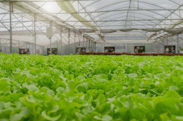 interior indoor view of organic hydroponic fresh green vegetables produce in greenhouse garden nursery farm, agriculture business, smart farming technology, business farmer and healthy food concept